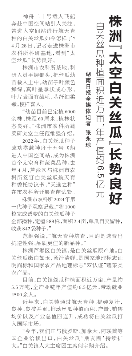 《株洲“太空白关丝瓜”长势良好》湖南日报版面裁图